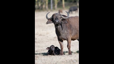 buffalo is cute moment and moment