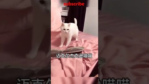So cutest Cat Funny dancing moments 🤣😂|| #Shorts #Shortsfeed #Youtubepets_&_animals