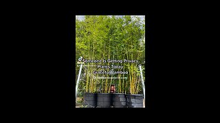 Graceful Bamboo 15 Gallon Plants - 7 Gallon Graceful Bamboo - 3 Gallon - Ocoee Bamboo 407-777-4807