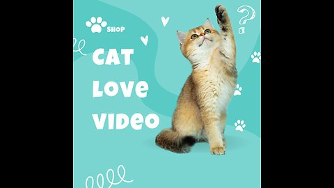 Cat love video