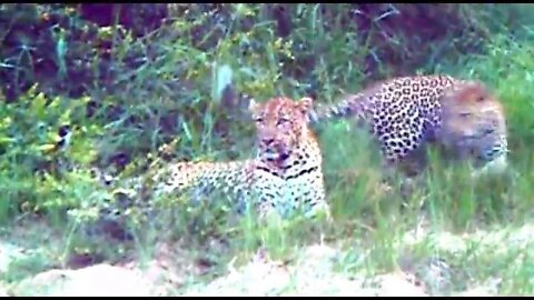 WILDlife: The Life Of Leopards - Pairing in the Twilight