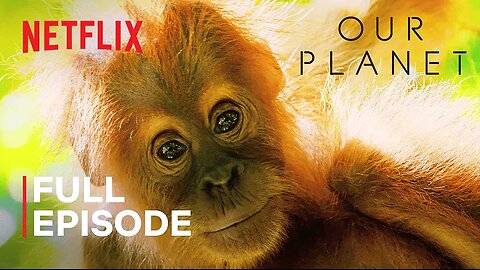 Our Planet / Jungles / FULL EPISODE / Netflix