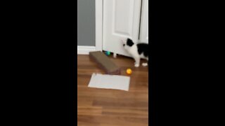 Milo and Loki playing with toy balls in the closet