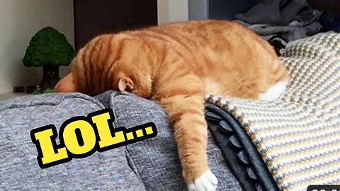 Funny Animal Videos 😂 - Funniest Cats And Dogs Video 😺