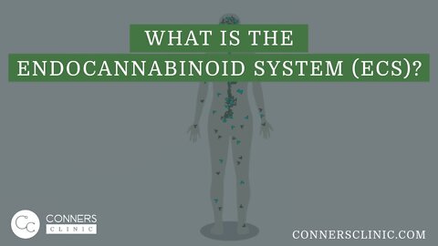 What is the Endocannabinoid System (ECS)? | Dr Kevin Conners, Conners Clinic