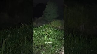 Skilhunt H300R: nature beamshots