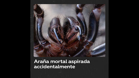 Chica aspira araña peligrosa por accidente en Australia