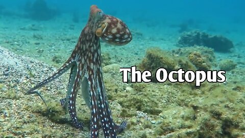 The Octopus 🐙