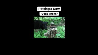 How not to pet a cow!
