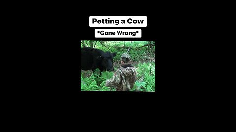 How not to pet a cow!