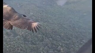 Paraglider and Black Vulture Share The Sky & A Moment - HaloRockNews