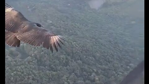 Paraglider and Black Vulture Share The Sky & A Moment - HaloRockNews