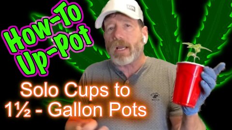 How to Transplant Cannabis Seedlings from Solo Cups to 1.5 Gallon Pots