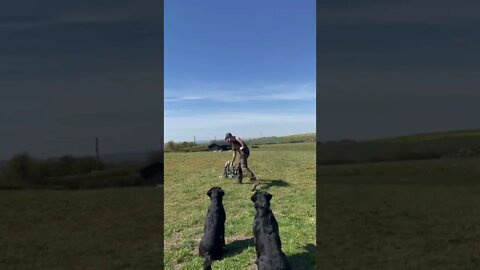 How to Train Your EPIC Dog