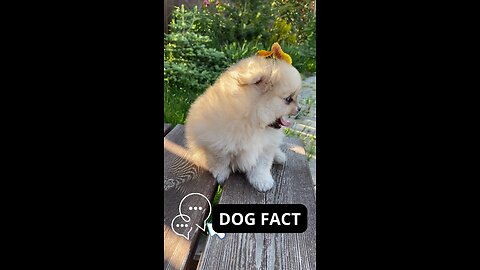 The Amazing World of Dogs: An Unmissable Video!-Dog Fact