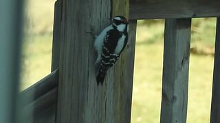 downy woodpecker