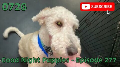 [0726] GOOD NIGHT PUPPIES - EPISODE 277 [#dogs #doggos #doggies #puppies #dogdaycare]