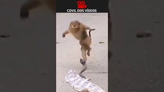 Macaco caiu na pegadinha