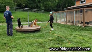 Training a Dog Reactive / Aggressive German Shepherd. Building a New Conditioned Response