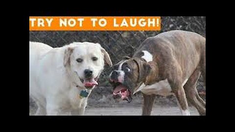 The Best Funniest Animals Videos Compilation [Part 2]