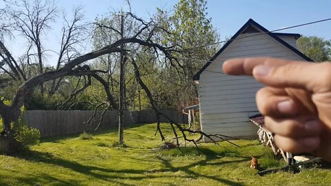 Cutting Fallen Tree Off Powerline! DIY.