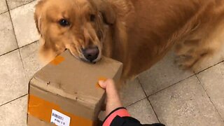 My dog will carry the package for me