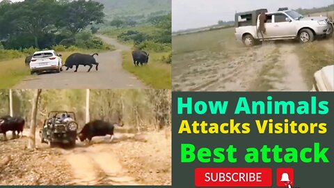 How animals attack Visitors and vehicle in jungle 2022 ||
