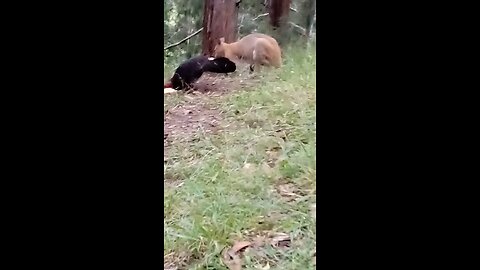 The Boys are Having Breakfast 🌾🦃🦘