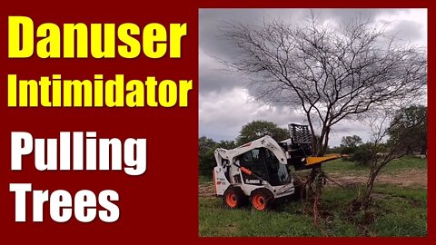 Danuser Intimidator ● Pulling Out Trees with a Bobcat Skid Steer ✅