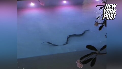 Monster snake spotted swimming in pool