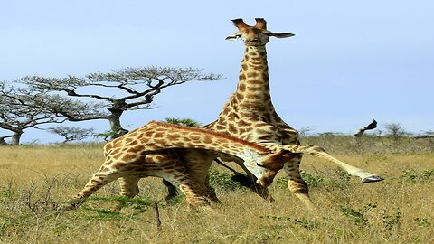 Weirdest Wild Giraffe Fight Ever
