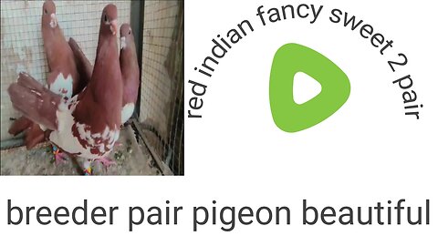 Fancy beautiful breeder pair pigeon indian withe red