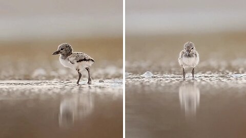 Awesome Photographer Captures Adorable Baby Oystercatchers In The Wild