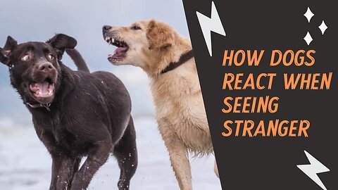 How Dogs React When Seeing Stranger