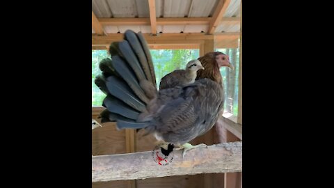 Pure Ruble Hen and her chicks Gamefowl
