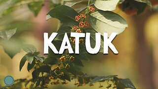 How to Grow ~ Katuk (Sweetleaf)