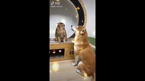 Cat And Dog Fighting Each Other