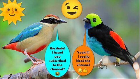 Video of beautiful and colorful birds. Don't miss it
