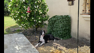 Gardening Great Dane loves to relax beside flowering gardenia bush