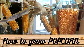 How to grow POPCORN