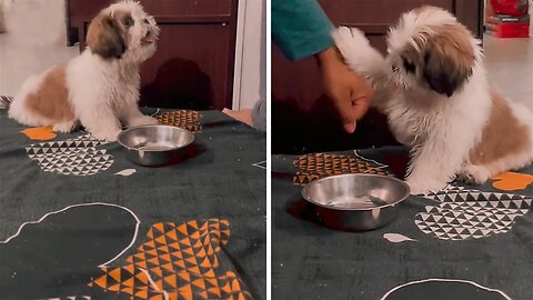 Hangry Shih Tzu shows off his adorable tricks