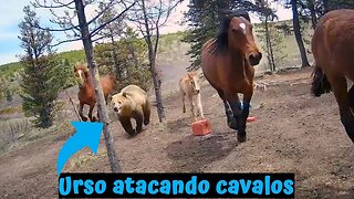 Urso atacando cavalos