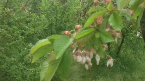 Cherry and Cornus Mas trees from flowering to fruit transformation