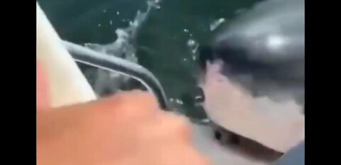 Great White Shark Attacks Fishing Boat