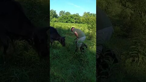 Attacked by angry mama While tagging baby calf. #farm #ranch #angrycow #cattle #calf #taggingcalf