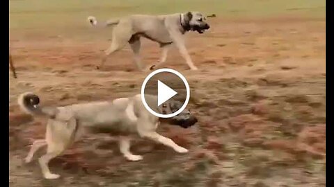 Anatolian Shepherd Dogs Sport