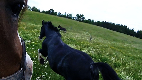 Massive Clydesdales gallop in meadow for breathtaking sight