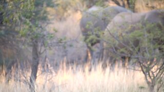 SOUTH AFRICA - Elephants in South Africa (VIDEO) (CDG)