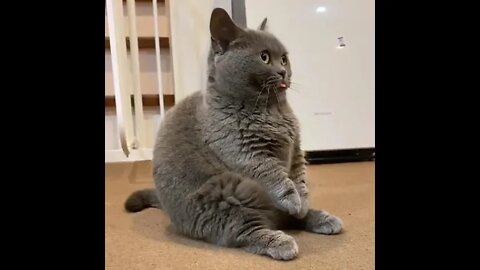 Derpy Cat