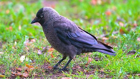 Jackdaw Wandering Aimlessly on a Field of Grass